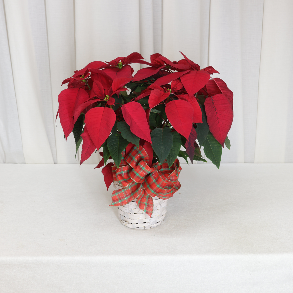 Red Poinsettia (On Floor) (6")
