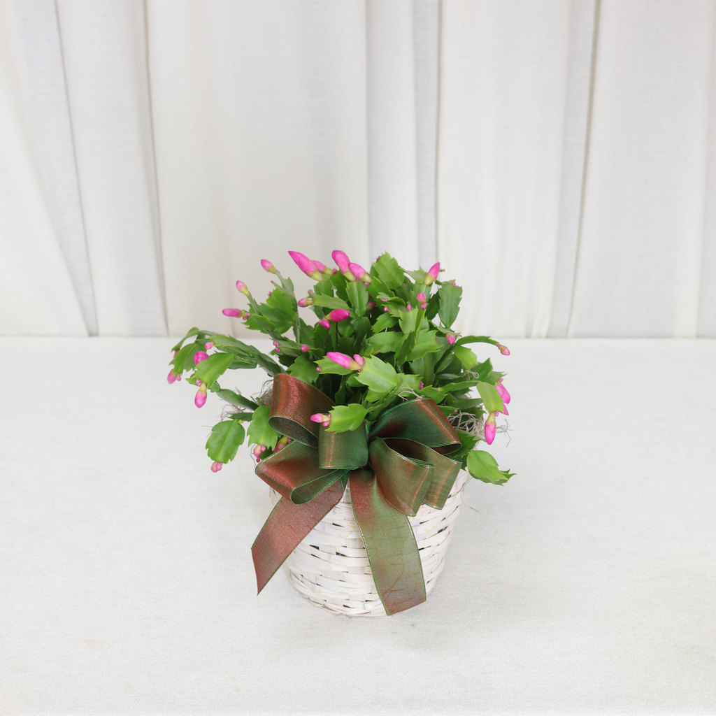 Christmas Cactus (On Floor)