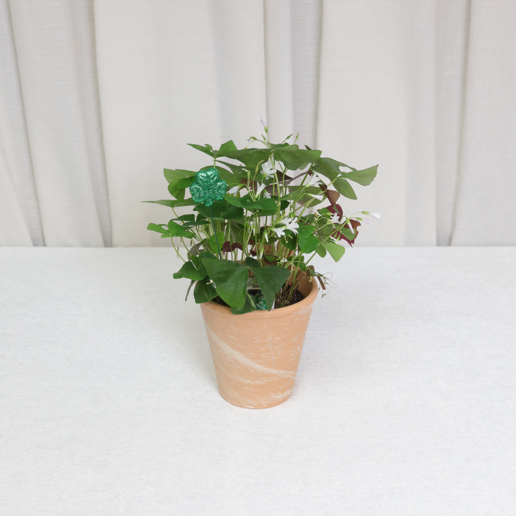 Plant, Shamrock 4" (On Floor) (Green)