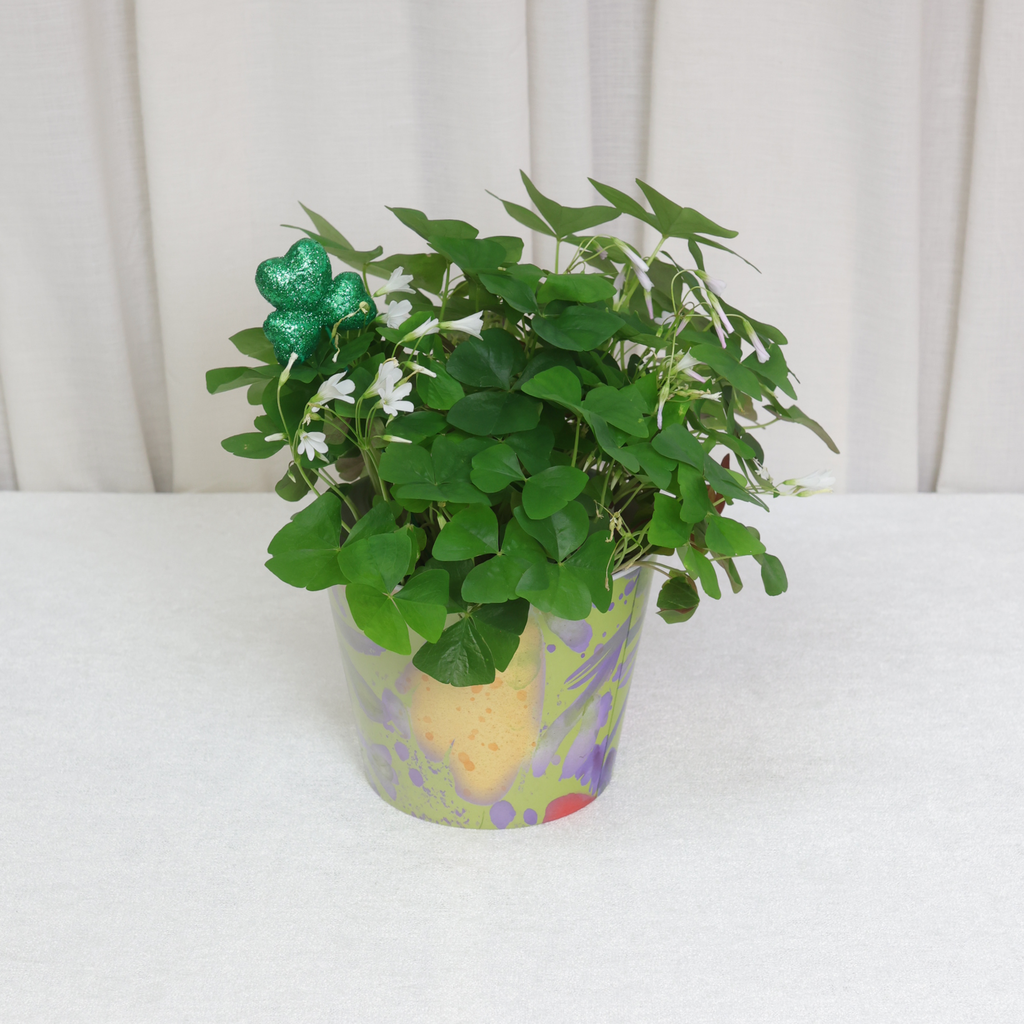 Plant, Shamrock 6" (On Floor) (Green)