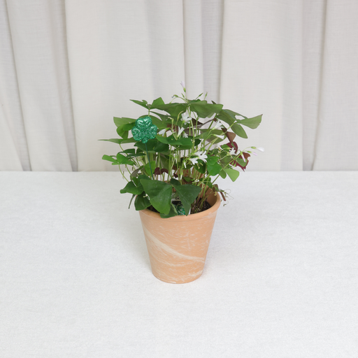 Plant, Shamrock 4" (On Floor)