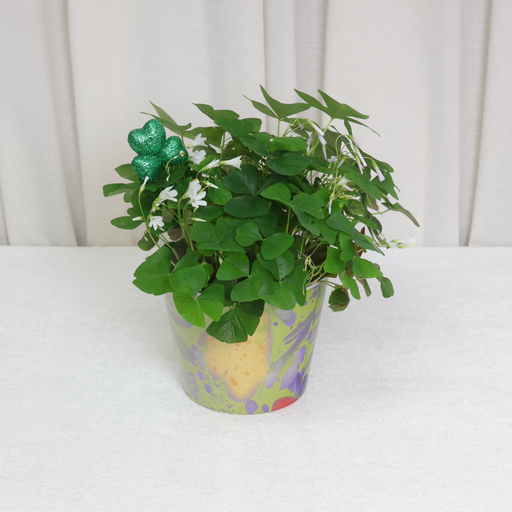 Plant, Shamrock 6" (On Floor)